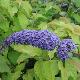Buddleia Nanho Purple