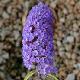 Buddleia Nanho Purple