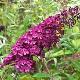 Buddleia Royal Red