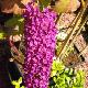 Buddleia Royal Red