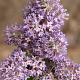 Buddleia � feuilles de sauge