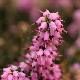 Bruy�re d'hiver Furzey