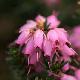 Bruy�re d'hiver Furzey
