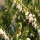 Erica x darleyensis 'White Perfection'