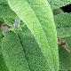 Buddleia � feuilles de sauge