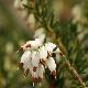 Erica x darleyensis 'White Perfection'