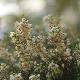 Erica x darleyensis 'White Perfection'