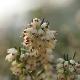 Erica x darleyensis 'White Perfection'