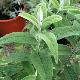 Buddleia � feuilles de sauge