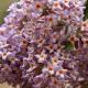 Buddleia � feuilles de sauge