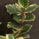 Ilex aquifolium 'Aurea Marginata'