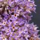 Buddleia � feuilles de sauge