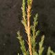 Juniperus x pfitzeriana 'Pfitzeriana Aurea'