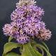 Buddleia � feuilles de sauge