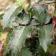 Mahonia Apollo