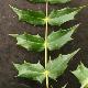 Mahonia Bealei