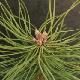 Pin sylvestre