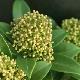 Skimmia japonica 'White Darf'