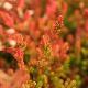 Bruy�re d'automne Bonita
