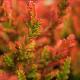Bruy�re d'automne Bonita