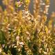 Bruy�re d'automne Theresa
