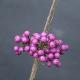 Callicarpa Profusion