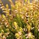 Bruy�re d'automne Theresa