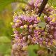 Callicarpa Profusion