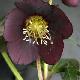 Helleborus 'Hanna'
