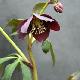 Helleborus 'Hanna'