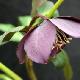 Helleborus 'Hanna'