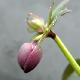Helleborus 'Hanna'