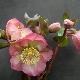 Helleborus 'Penny's Pink'