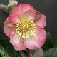 Helleborus 'Penny's Pink'