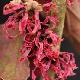 Hamamelis � fleurs rouges