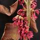 Hamamelis � fleurs rouges