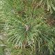 Pin sylvestre nain