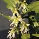 Sarcococca � feuilles de ruscus