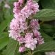 Deutzia Perle Rose