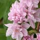Deutzia Perle Rose