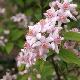 Deutzia Perle Rose