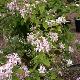 Deutzia Perle Rose