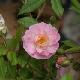 Rosa 'Parfum D'evita'