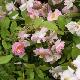 Rosa 'Parfum D'evita'