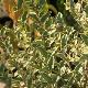 Ligustrum Ibota Musli � 'Muster' cov