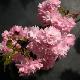 Cerisier � fleurs pleureur