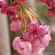 Cerisier � fleurs pleureur