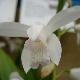 Orchid�e terrestre blanche 