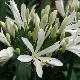 Agapanthe umbellatus blanche 