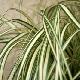 Carex Evergold